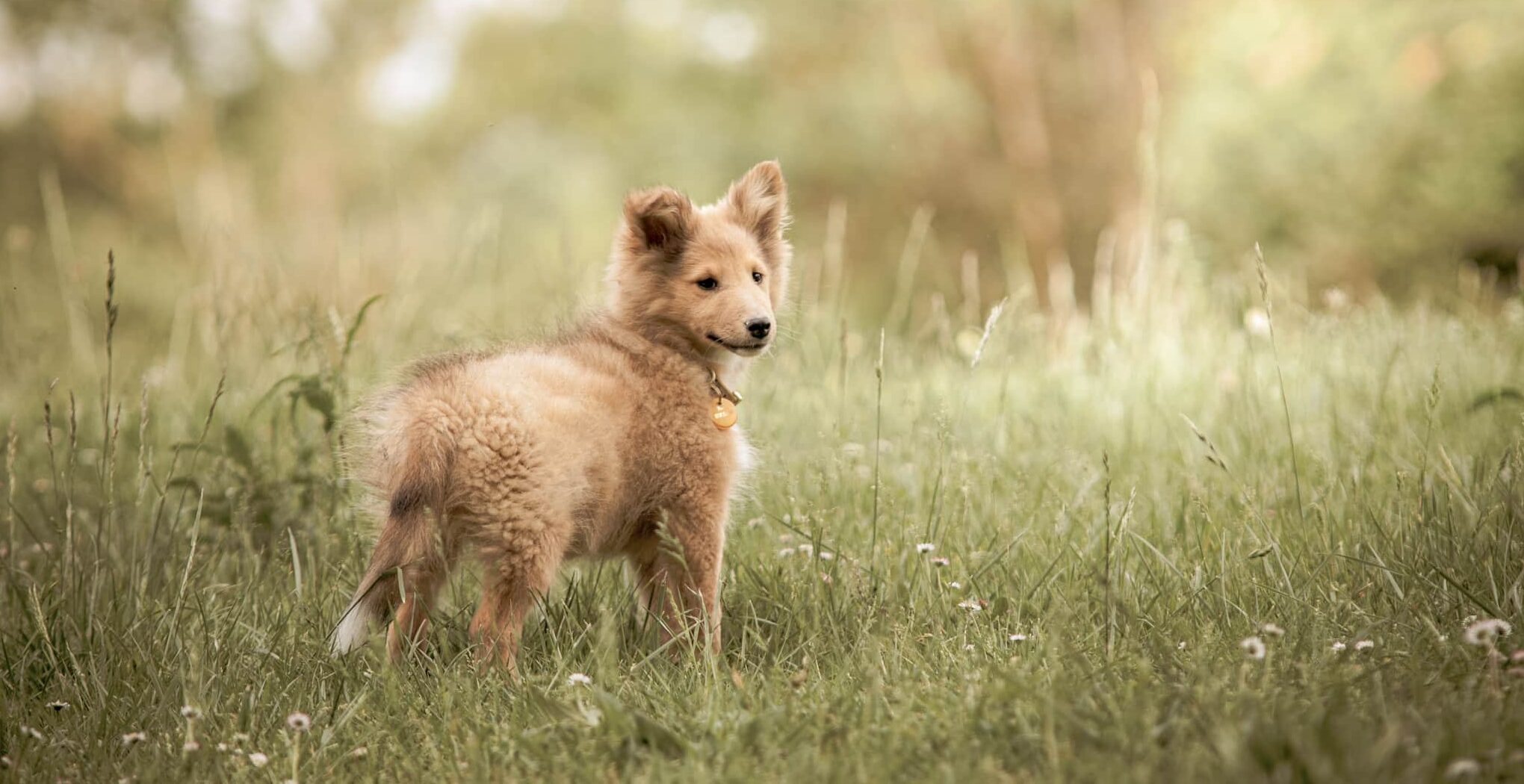 Je t’accompagne pour choisir ton chiot de sport