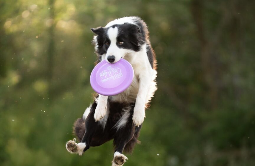 Journée de Frisbee (1 jour)