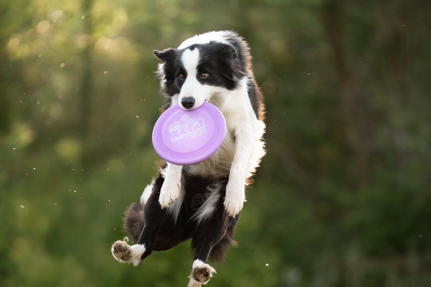Journée de Frisbee (1 jour)