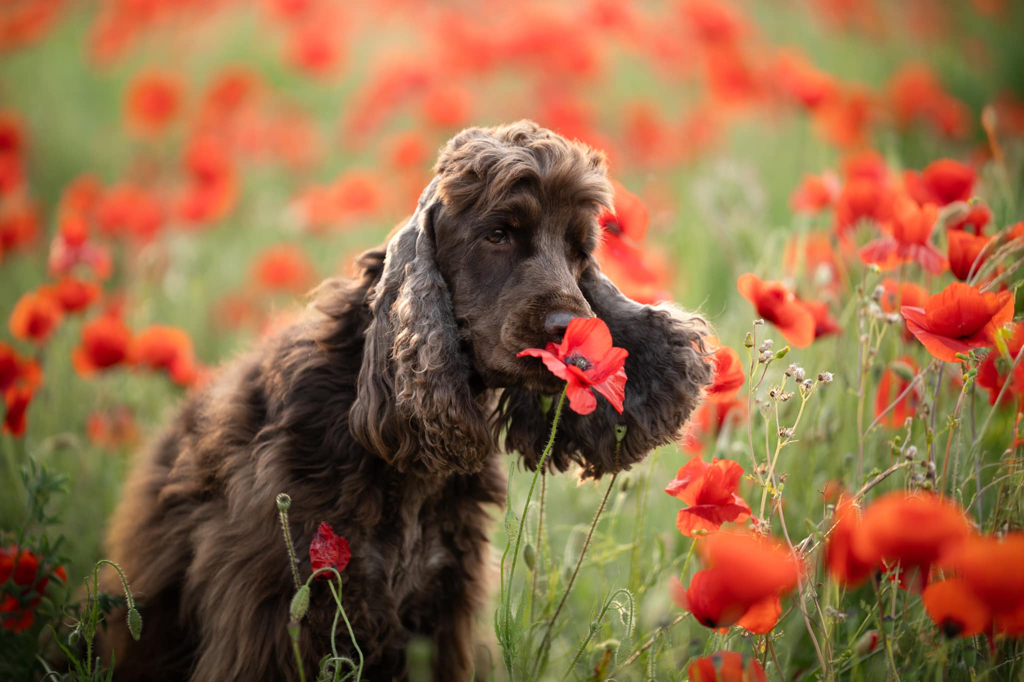 manon & alisée coquelicots 4